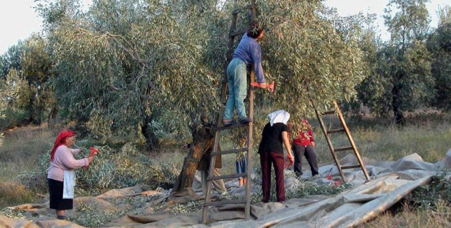 Σε απόγνωση οι παραγωγοί Ελιάς