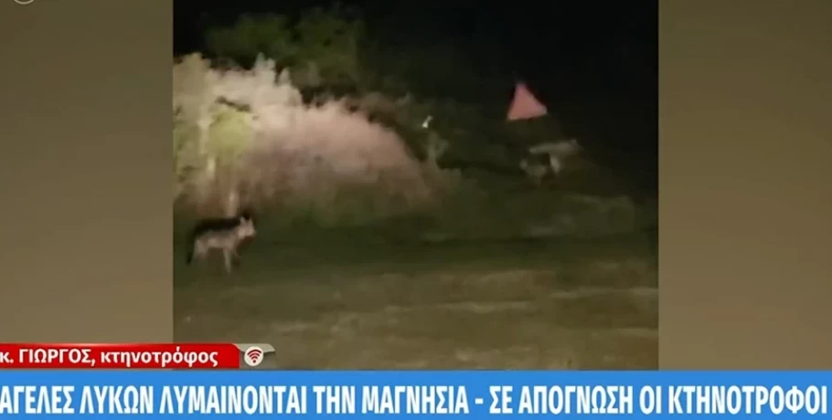 Μαγνησία: Λύκοι κατασπάραξαν 15 πρόβατα σε μισή ώρα – Τρώνε ακόμα και τα σκυλιά