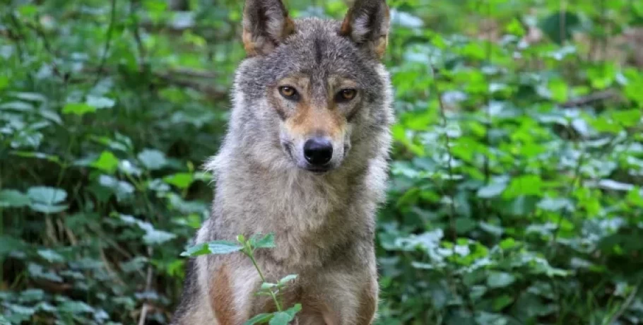 Τρόμος για αγρότη σε χωριό της Μαγνησίας - Βρέθηκε «αντιμέτωπος» με αγέλη λύκων