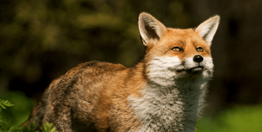 Αλπωπία: Αξιολόγηση της αποτελεσματικότητας των εμβολιασμών των κόκκινων αλεπούδων για τη λύσσα