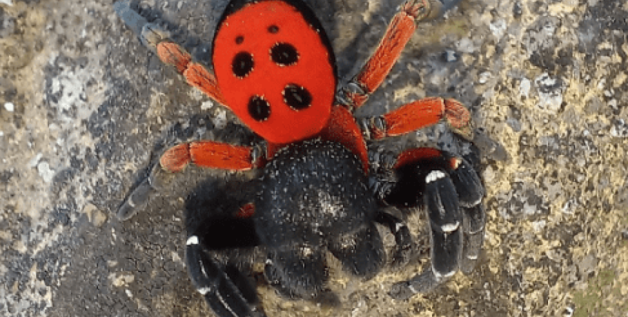 Νηπιαγωγείο Μελισσίου: Επισκέπτης μια...σπάνια αράχνη! (φώτος)