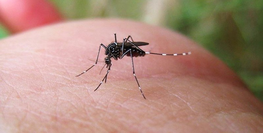 Δήμος Αλμωπίας -Πρόγραμμα δράσεων 21ης εβδομάδας  για τα κουνούπια