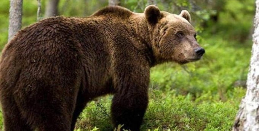 Καλιφόρνια: Αρκούδα σκότωσε γυναίκα στο σπίτι της