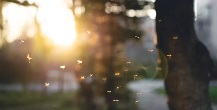 Γιατί έχουμε κουνούπια όλο τον χρόνο: Δύο ειδικοί εξηγούν – Tips προφύλαξης από τα τσιμπήματα