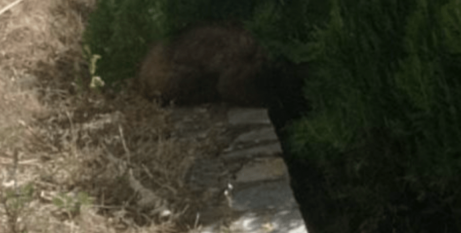 Καστοριά: Απεγκλωβίστηκε αρκουδάκι έξι μηνών από προαύλιο ξενοδοχείου