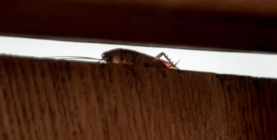 Επιδρομή ιπτάμενων κατσαρίδων στη Λάρισα: Ενα από τα πιο γρήγορα έντομα στον κόσμο