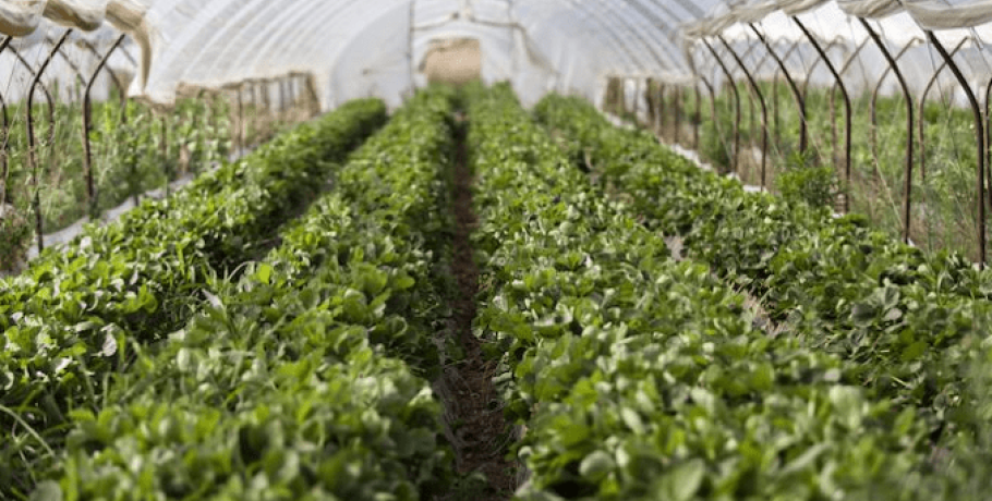 Η Πειραιώς στηρίζει τη θερμοκηπιακή γεωργία με μια νέα σειρά συμβουλευτικών και χρηματοδοτικών λύσεων